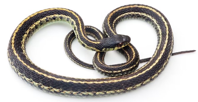 What are garter snakes?