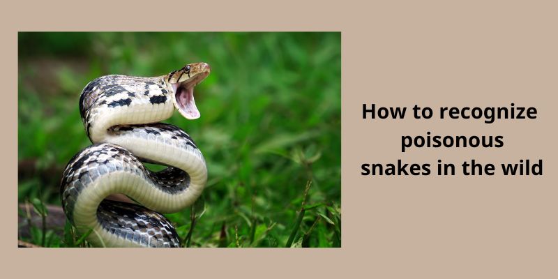 How to recognize poisonous snakes in the wild