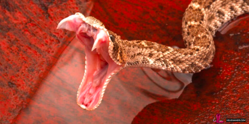 Snakes Have The Longest Fangs