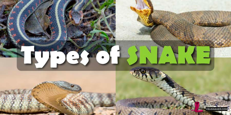 Difference between venomous snakes and non-venomous snakes