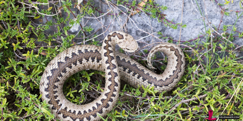 The Impact of Climate Change on Snake Populations