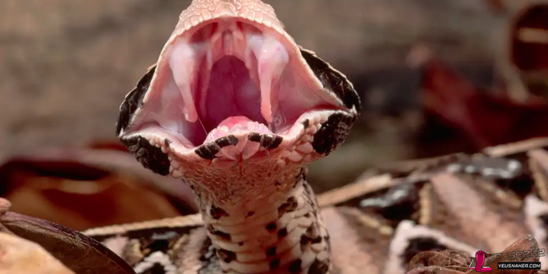 Snakes Have The Longest Fangs