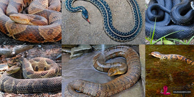 Difference between venomous snakes and non-venomous snakes