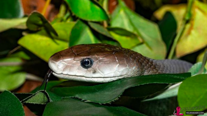 The Eastern Brown Snake (Pseudonaja textilis):