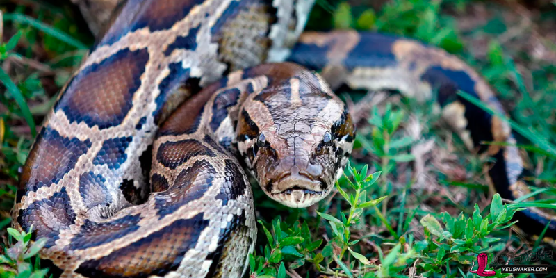 Burmese Python: An Invasive Giant