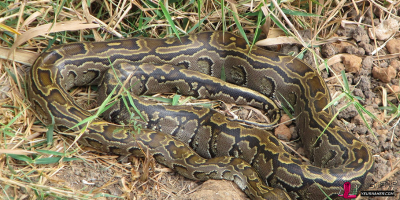 The African Rock Python: A Powerful Constrictor