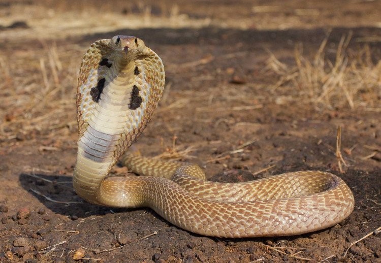 How to distinguish poisonous snakes and non-venomous snakes