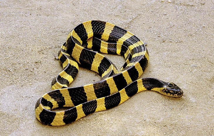 How to distinguish poisonous snakes and non-venomous snakes