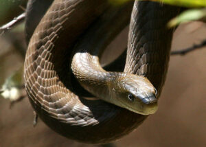 Black mamba - Top 1 dangerous snake in the world
