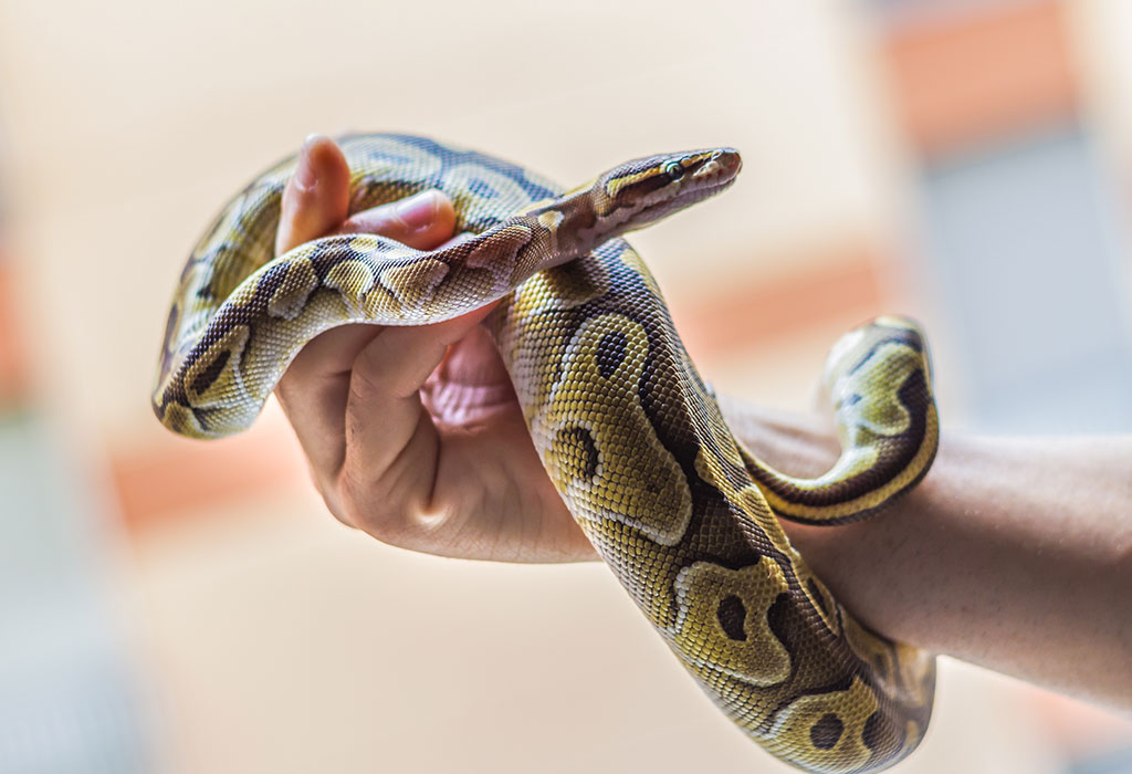 Can Pet Snakes be Affectionate? - Important Things about Your Pet