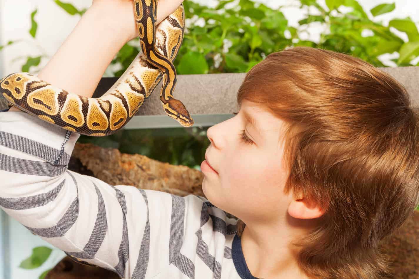 How do I show affection to a pet snake?