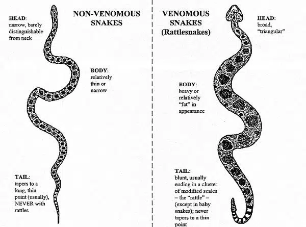 How to tell if a snake is poisonous by pose
