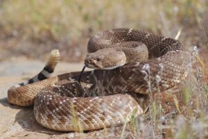 Rattlesnake - The Most Poisonous Snake in The US