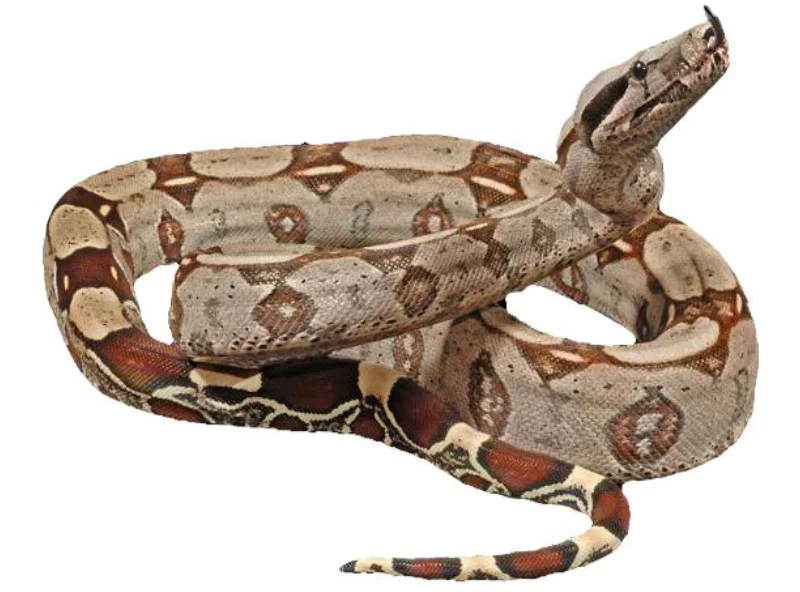 Red-Tail Boa