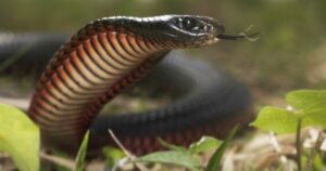 The 7 Deadliest Snakes in The World