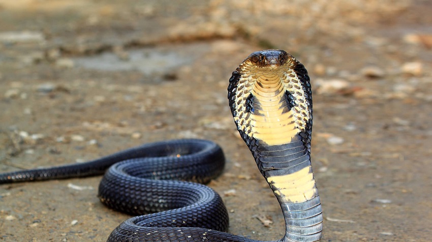The Indian cobra- one of The 5 most dangerous snakes on the planet