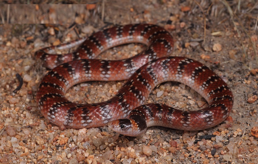 The Australian coral snake- one of The 5 most dangerous snakes on the planet