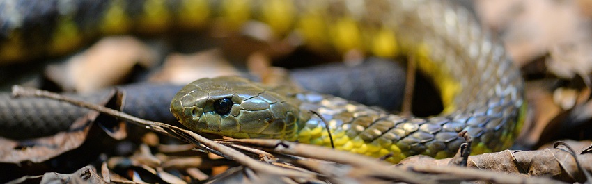 The Australian tiger snake- one of The 5 most dangerous snakes on the planet
