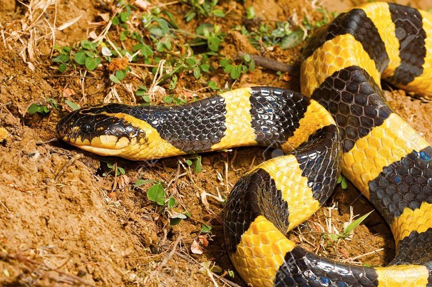The krait snake- one of The 5 most dangerous snakes on the planet