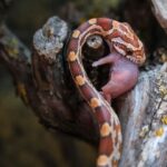 What do Snakes eat? - Important things to know for your pets