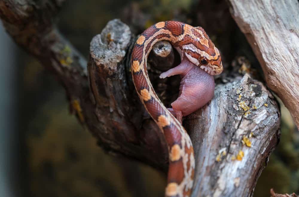 What do Snakes eat? - Important things to know for your pets
