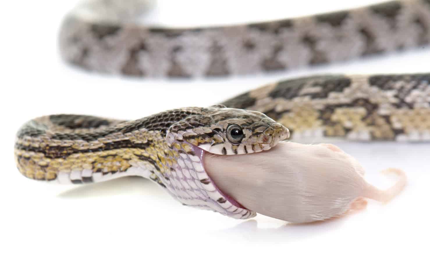 Why learn about pet snake food?