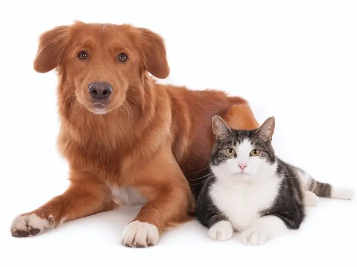 Breeding dogs and cats