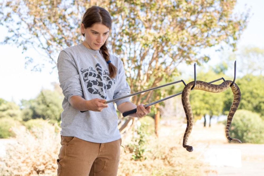 How to Catch a Venomous Snake - Important Notes You Need to Know
