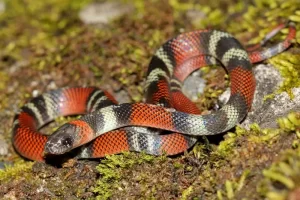 How to avoid venomous snakes