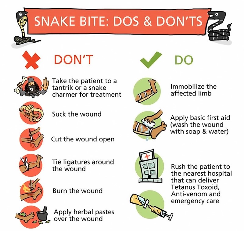 How to give first aid when bitten by a venomous snake