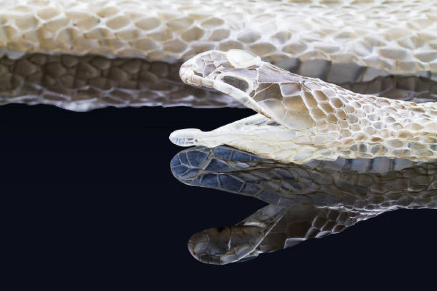 The Molting Phenomenon of Snakes and How To Keep The Snake Molt