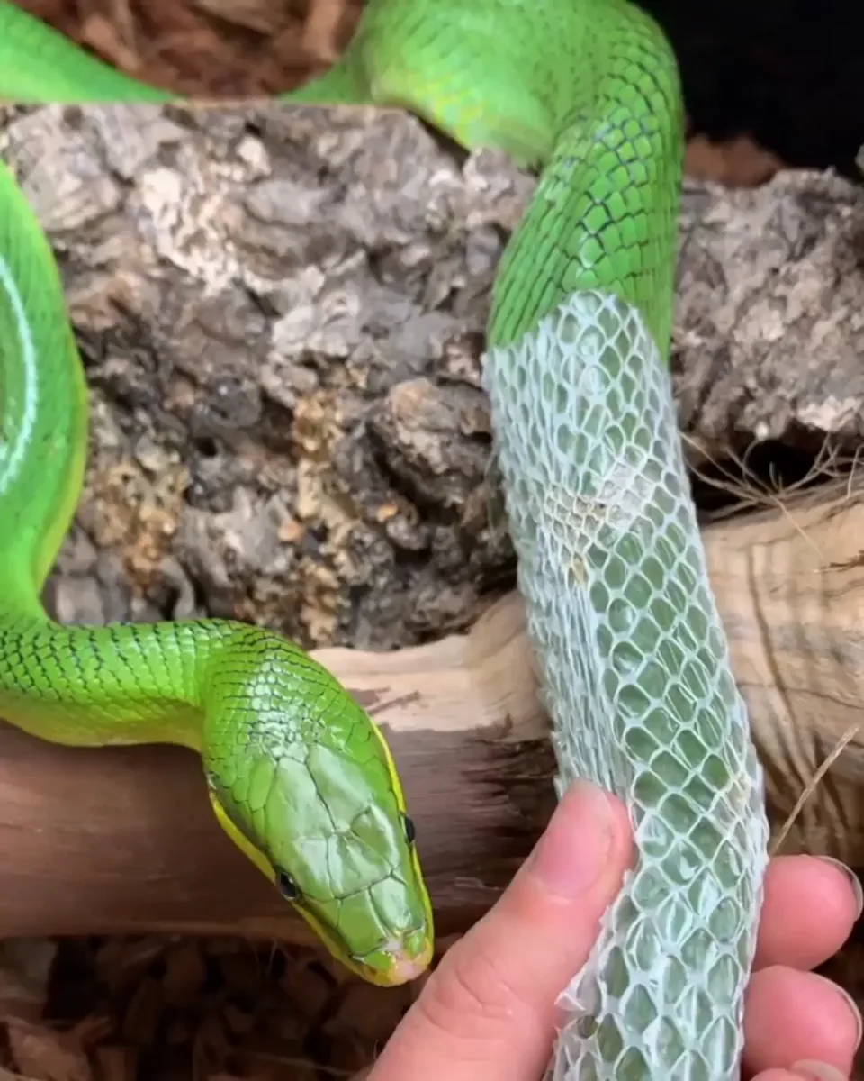 What can you do with your pet snake while shedding its skin?