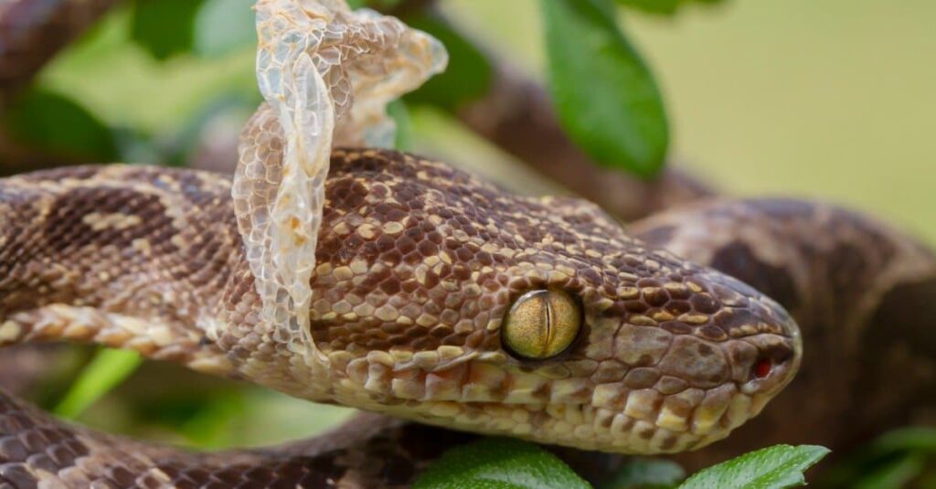When and Why do Snakes Shed their Skin? - Notable Manifestations