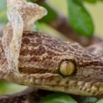 When and Why do Snakes Shed their Skin? - Notable Manifestations