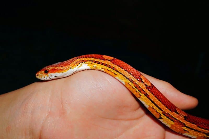 Are Corn Snakes Good For Beginners?