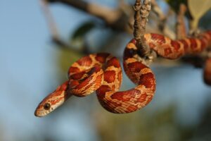 All To Know About Corn Snakes
