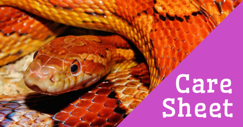 How To Care For Corn Snakes