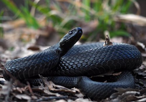 Are Big Black Snakes Poisonous?