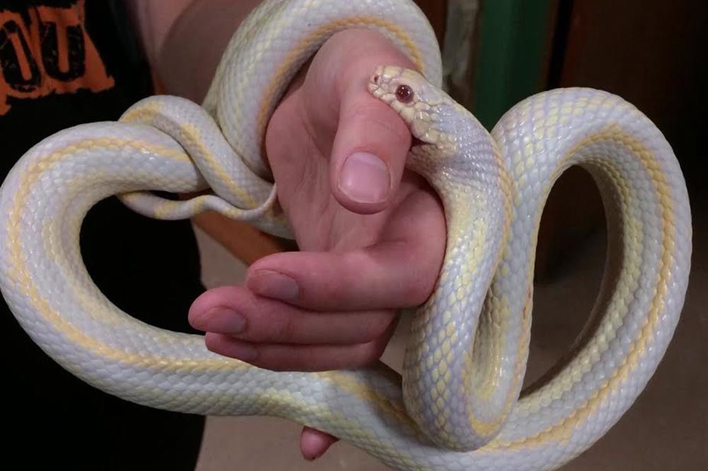 Are Corn Snakes Poisonous To Humans?