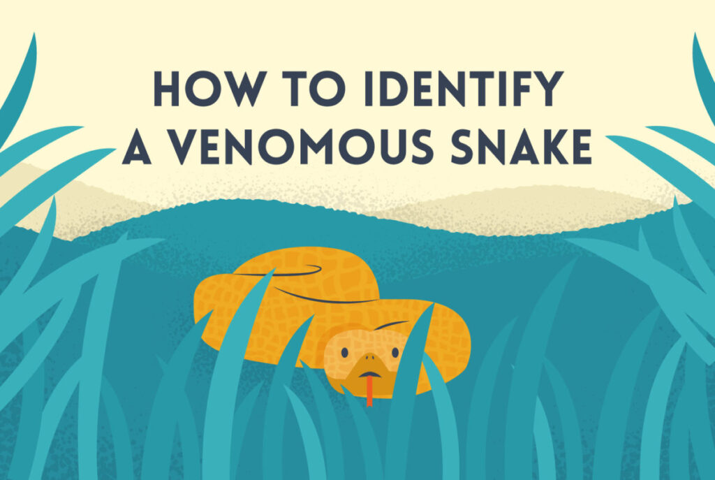 How To Identify Poisonous Snakes