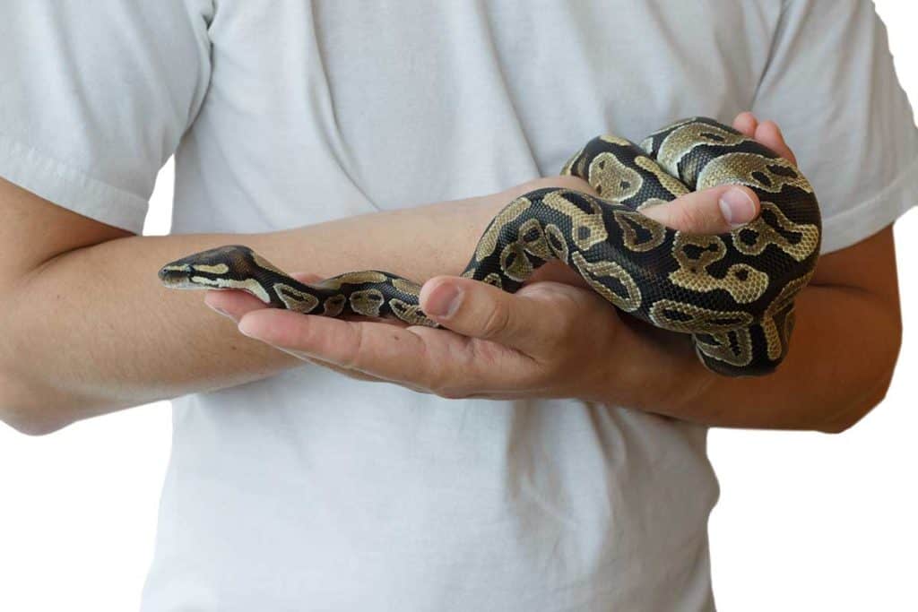 What Are The Best Small Pet Snakes