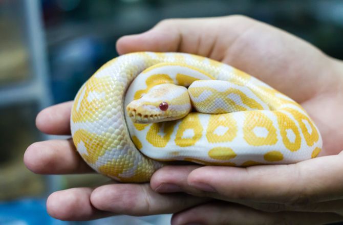 Top 8 Small Yellow Snakes As Pets