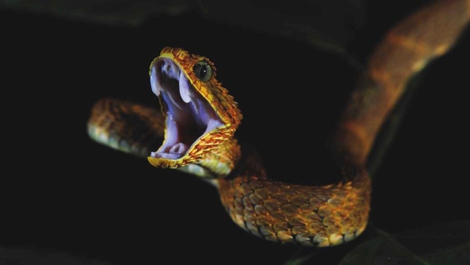 Most Popular Medication For Poisonous Snakes