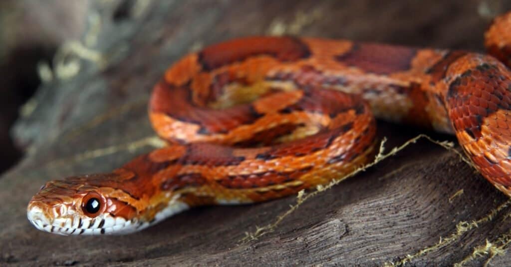 Are Corn Snakes Poisonous To Dogs?