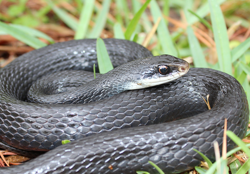 The Truth About Black Poisonous Snakes In Florida
