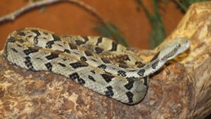 The Most Common Poisonous Snakes In Kentucky