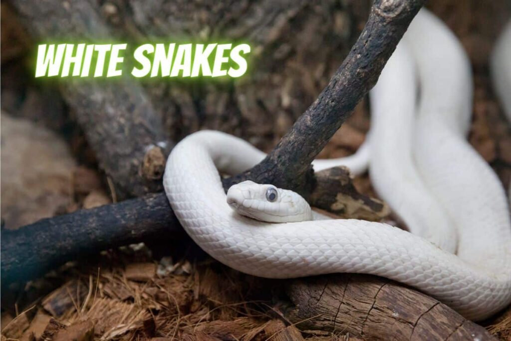 Top 8 Small White Snakes As Pets