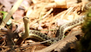 Discover Poisonous Snakes In Maine