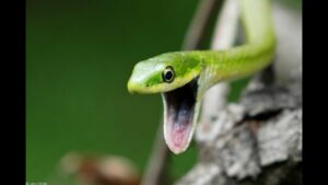 Interesting Facts About Small Green Pet Snakes
