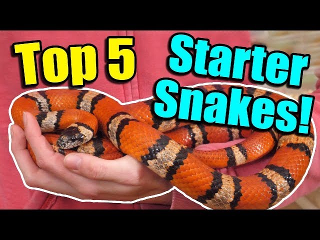 Top 5 Small Pet Snakes For Beginners